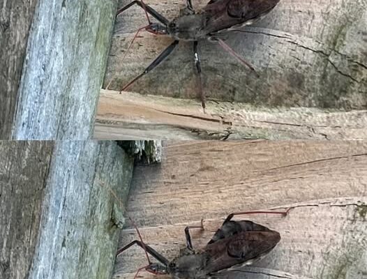 Bitten by an Assassin Bug? Here’s What You Should Do Immediately
