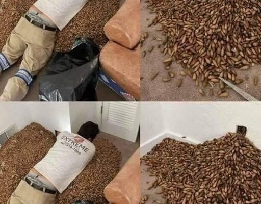 A man smells a strong smell in his house, when he finds out that he opens the wall he finds!