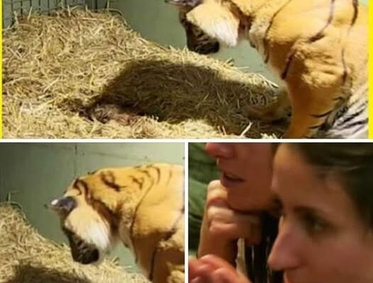 Tiger gives birth to a lifeless cub only to have caretakers astonished when her mother’s instincts kick in