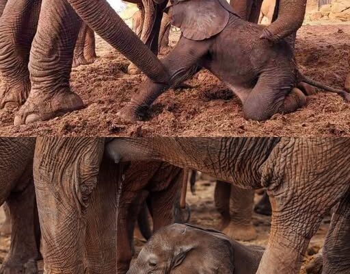 A New Life in the Orphan Herd: The Birth That Stunned the Elephants.