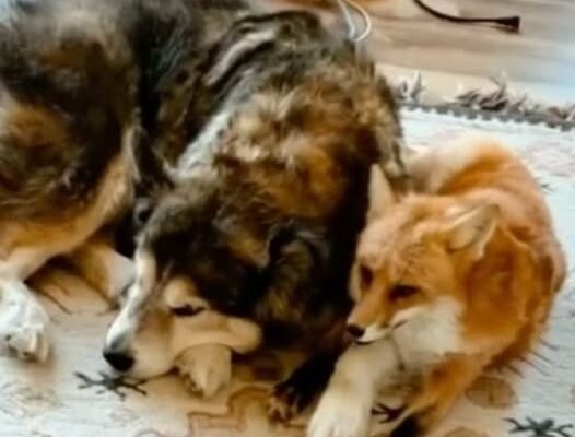 Unlikely Duo: Dog and Fox Spark Joy with Their Adorable Friendship (Video)