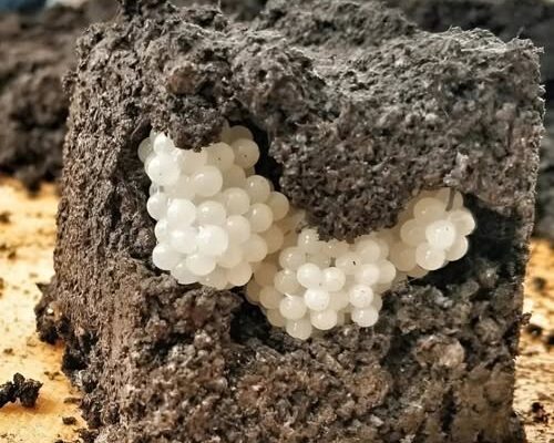 I found something strange in the yard – white, round balls: I was horrified when I realized what it was.