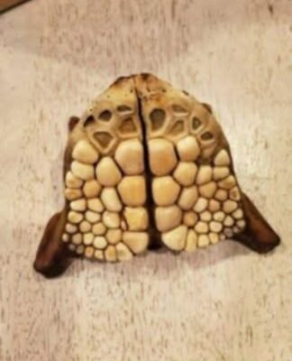 20-Year Mystery Found on a Florida Beach