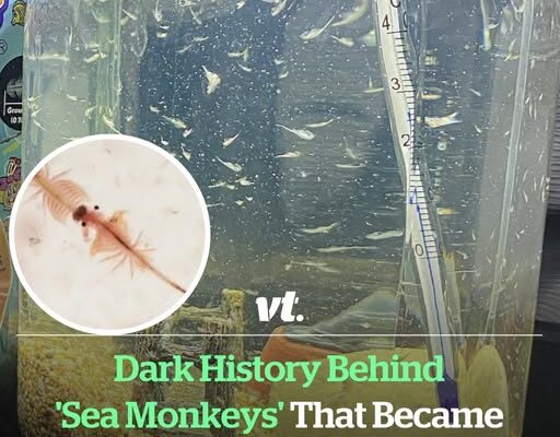 Dark history behind ‘Sea Monkeys’ that became one of the most popular toys of the 90s