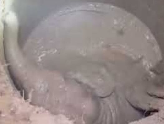 From Desperation to Triumph: Mother Elephant Leads Heroic Rescue of Her Trapped Baby (Video)