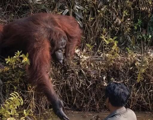 The Hand That Reached Across Species.