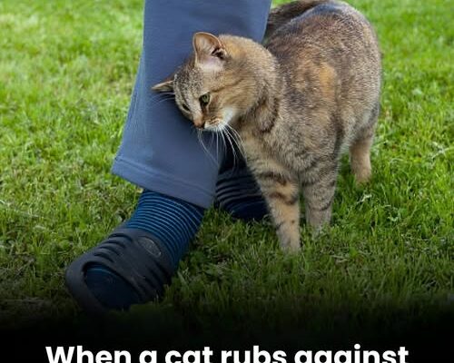 When a Cat Rubs Against You — What Should You Do?