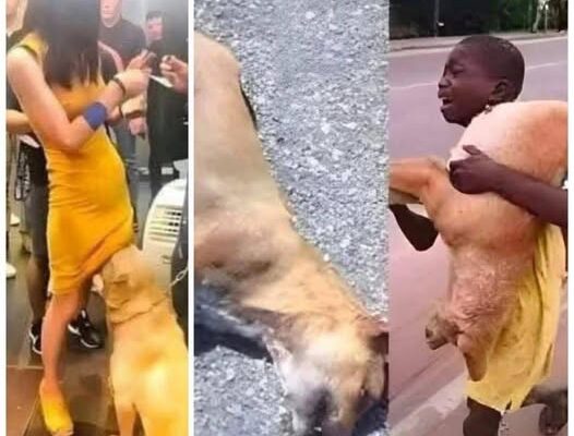 If your dog is sniffing your genital area, it means you have…See more