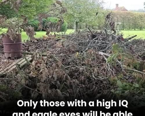 Can you spot the hidden dog? Only people with eagle eyesight can!