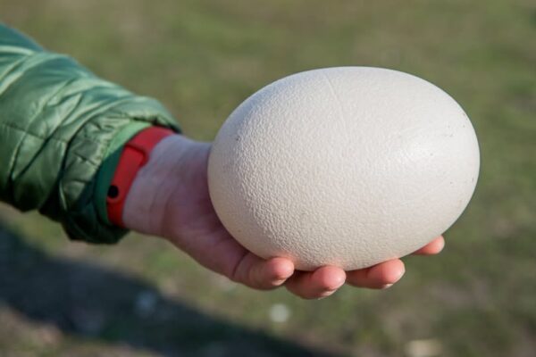 Scientists discover perfectly preserved dinosaur egg