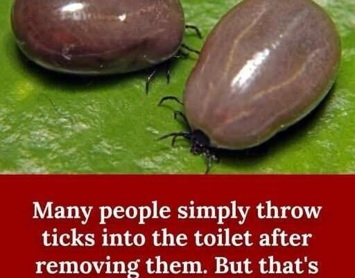 How to properly dispose of ticks if you find one