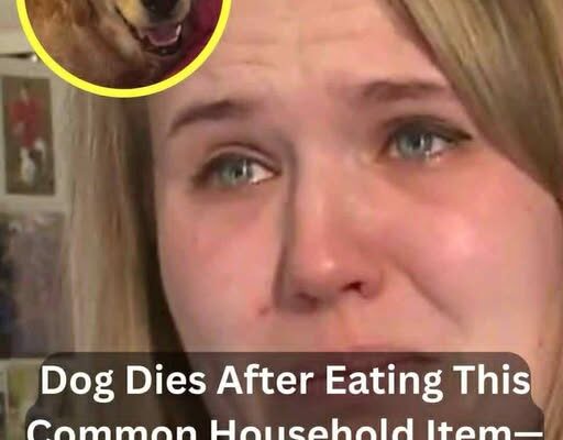 Dog dies after eating common household item – Owner is warning others