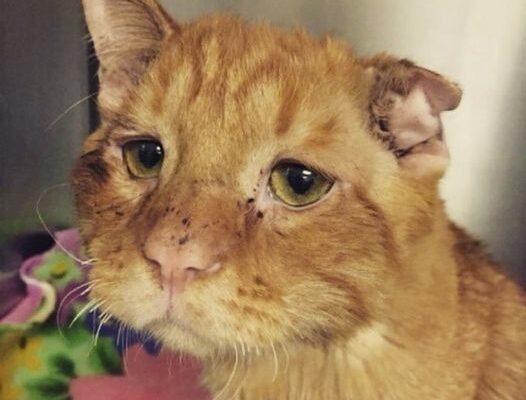 The Couple Wanted To Adopt a Cat And They Chose The Saddest And Most Unhappy Of All The Cats: The Happy Animal Changed Beyond Recognition In a Matter Of Hours!