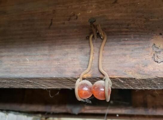 Unlock The Mystical Power Of An Antique Relic!