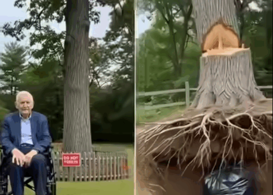 The Shocking Secret Buried Under an Old Farm Tree